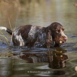 Chocolate roan & tan