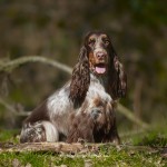 Chocolate roan & tan