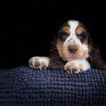 Bonte Pup