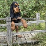Engelse Cocker pup Black & Tan / Nazareth-De Pinte
