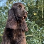 English cocker pup chocolate / Nazareth-De Pinte