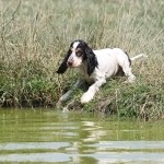 English Cocker pup Bont / Nazareth-De Pinte